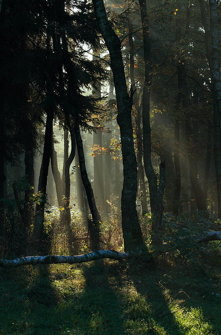 morgens früh im Siegerländer Wald