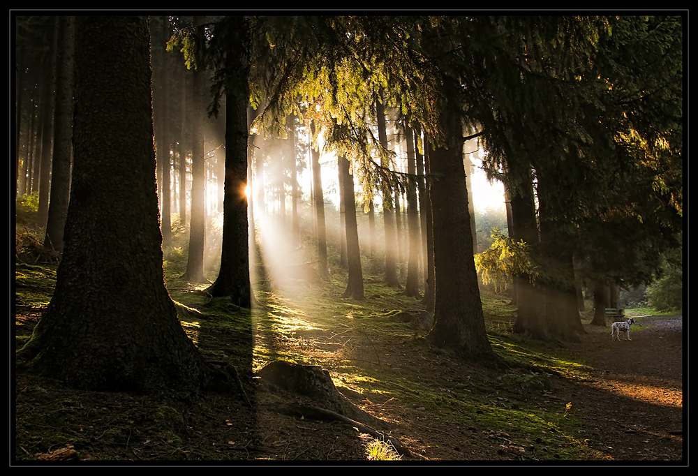 Morgens früh im Wald