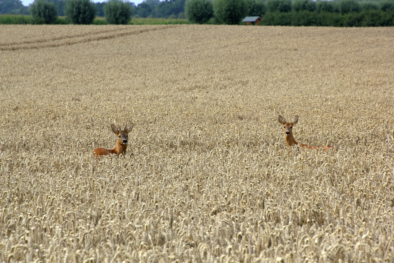 Morgens halb 10 in Mecklenburg ...