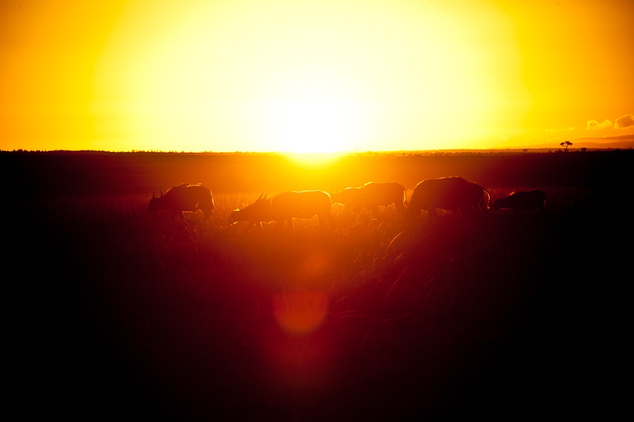 Morgens halb 7 in der Masai Mara