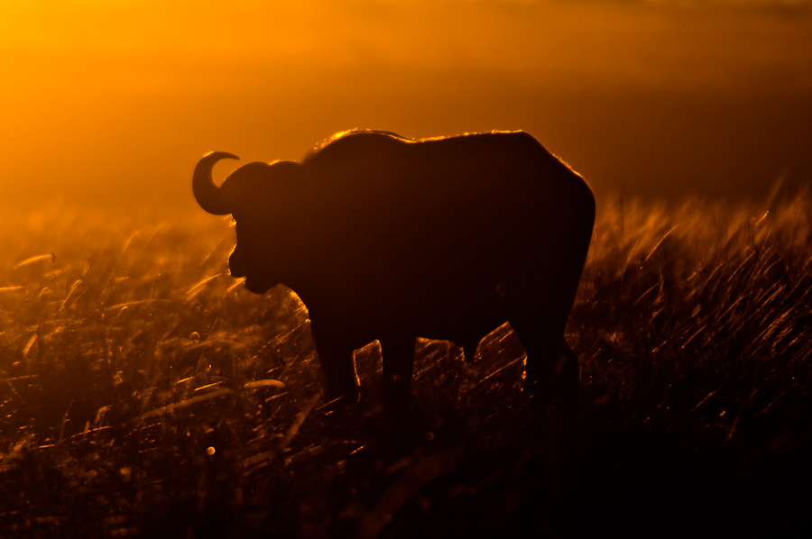 Morgens halb 7 in der Masai Mara II