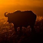 Morgens halb 7 in der Masai Mara II