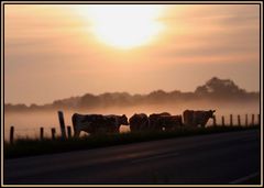 ....morgens halb acht auf der weide