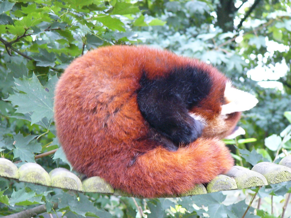 ...morgens halb zehn im Zoo, der kleine Panda ist noch müde...