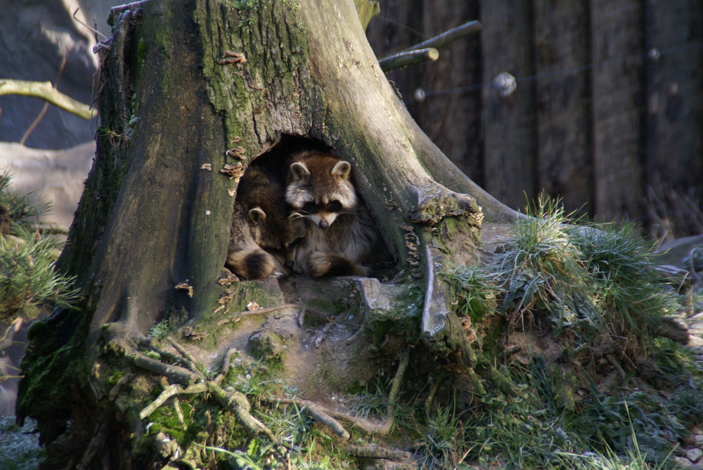 Morgens halb Zehn im Zoom