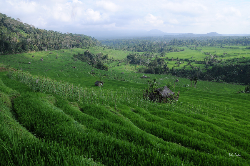 Morgens halbzehn auf Bali