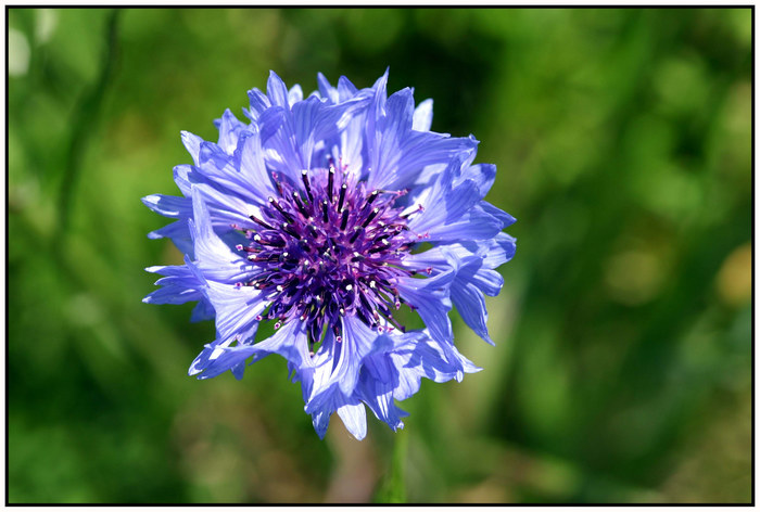 Morgens hinterm Deich: "Kornblumenblau"