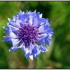 Morgens hinterm Deich: "Kornblumenblau"