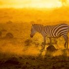 Morgens im Amboseli