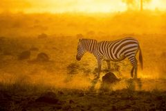 Morgens im Amboseli