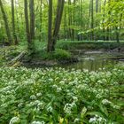 Morgens im Bärlauchwald ....