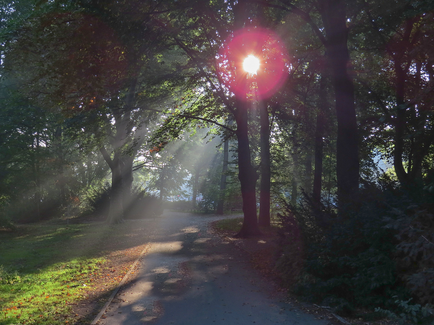 Morgens im BerlinerTiergarten