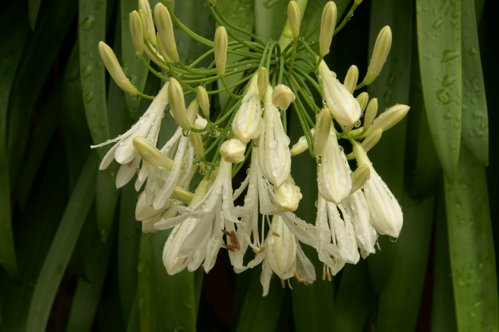 morgens im Botanischen Garten