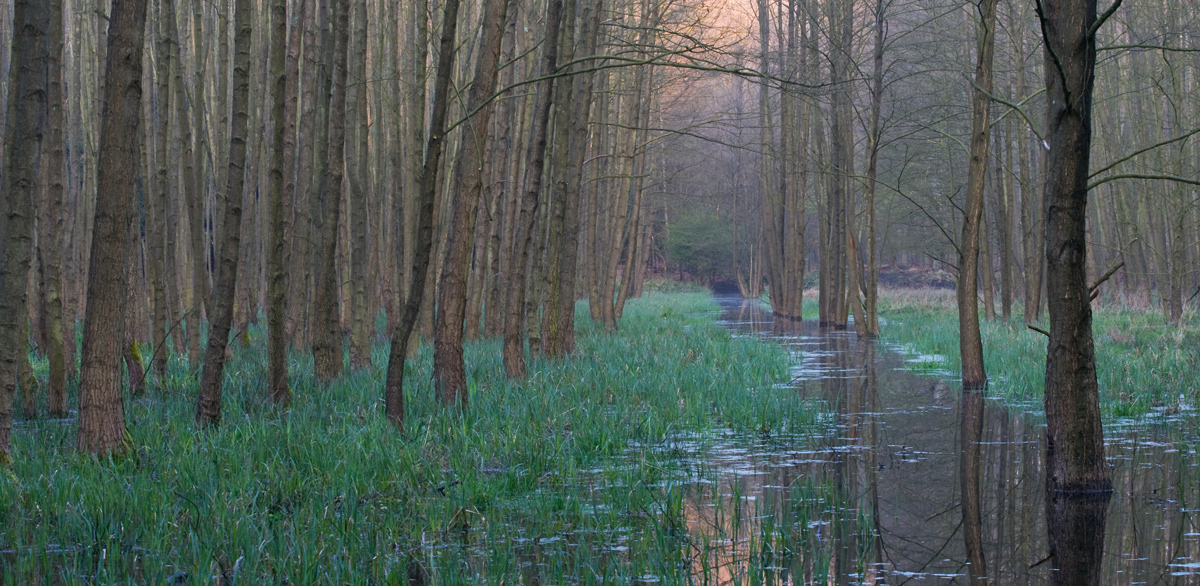 Morgens im Bruchwald