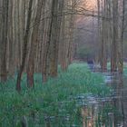 Morgens im Bruchwald