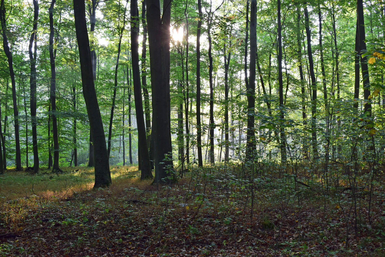 Morgens im Buchenwald