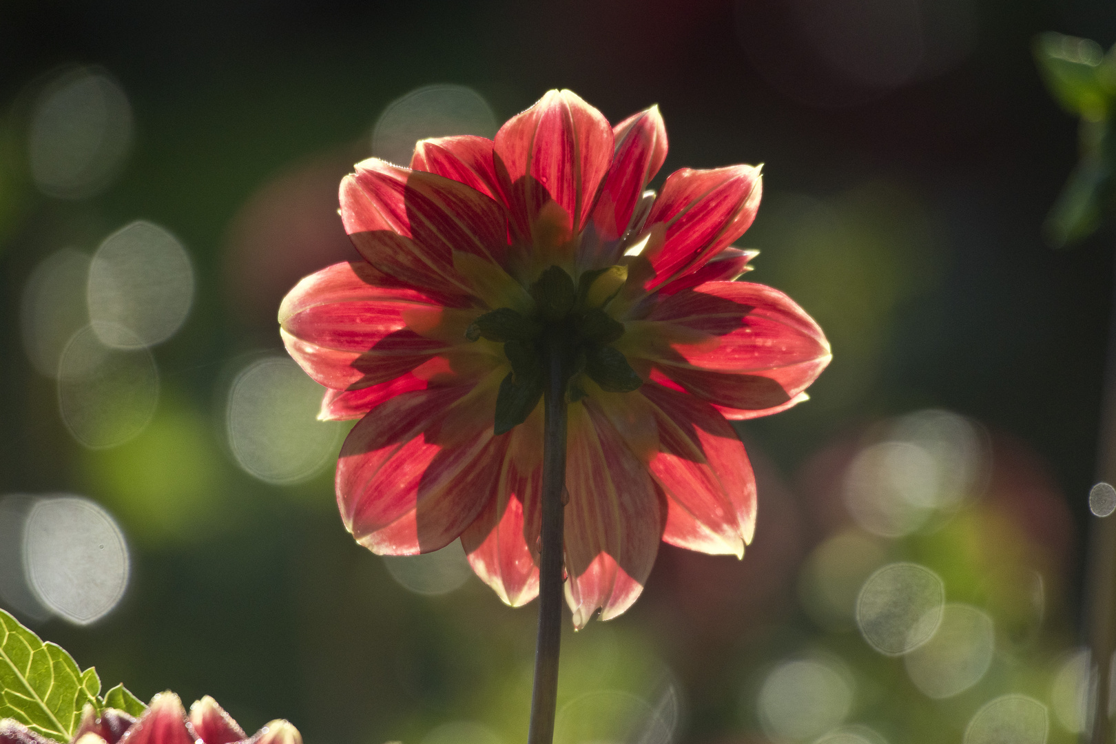 Morgens im Dahliengarten