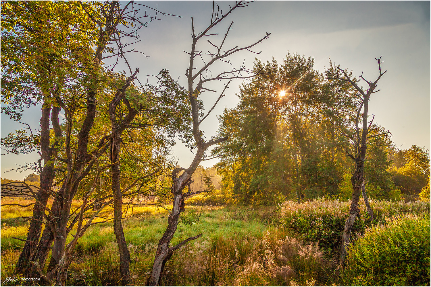 morgens im Dosenmoor