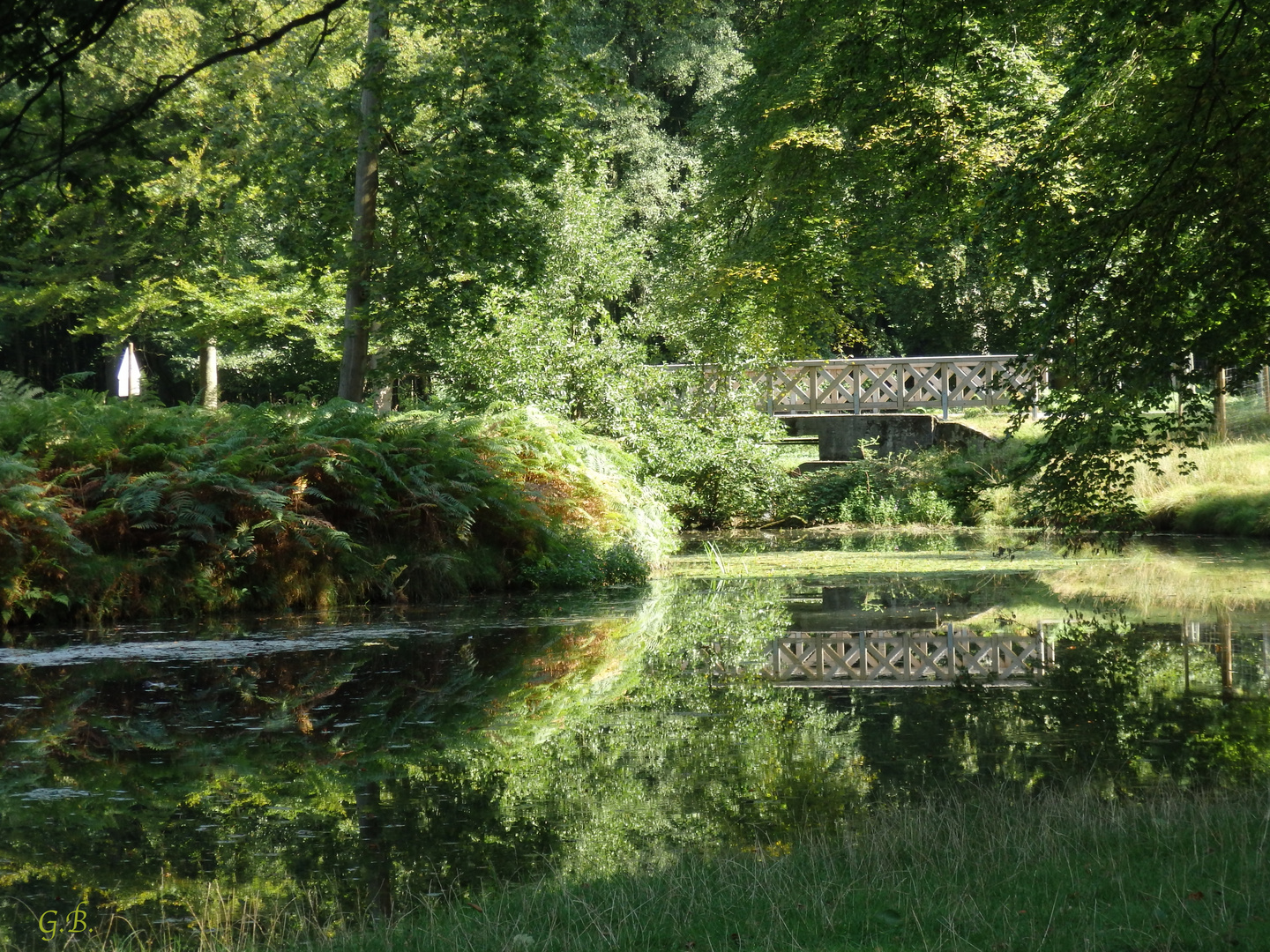 Morgens im Dülmener Wildpark