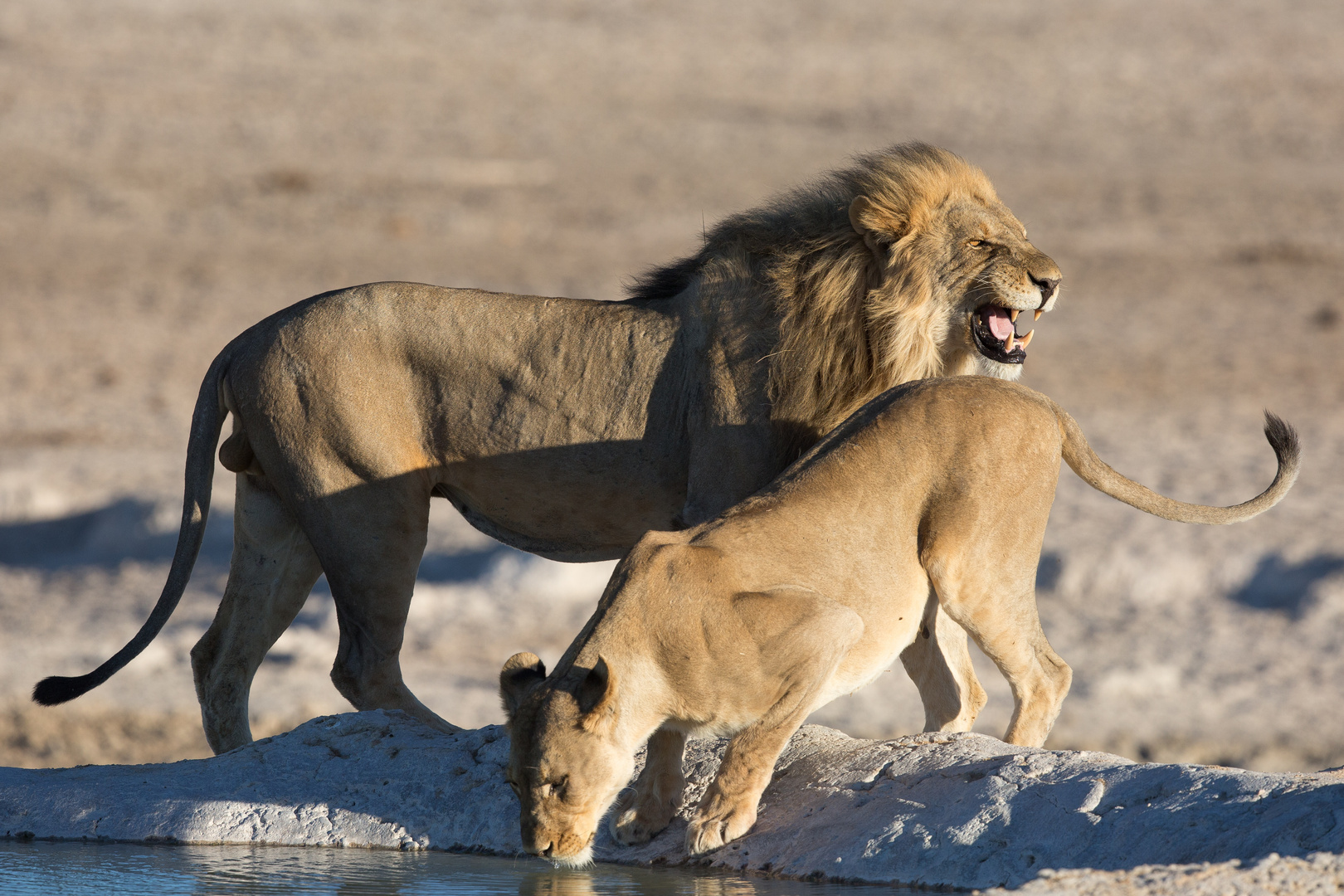 Morgens im Etosha