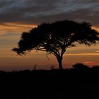 Morgens im Etosha Park