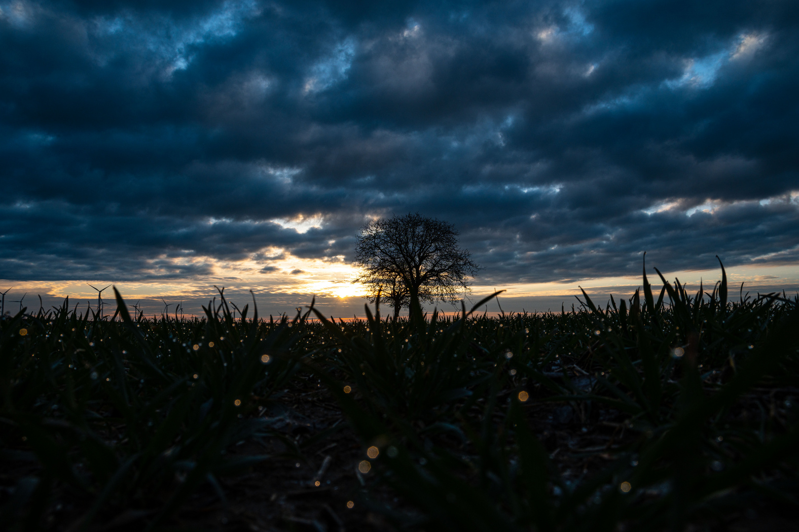 Morgens im Feld