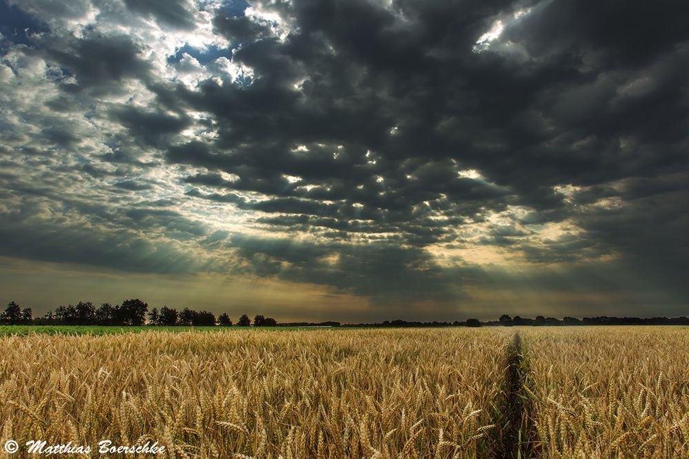 Morgens im Feld