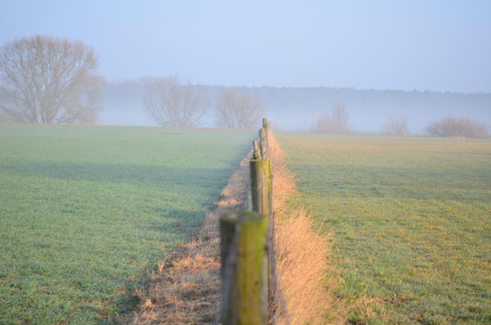 Morgens im Feld