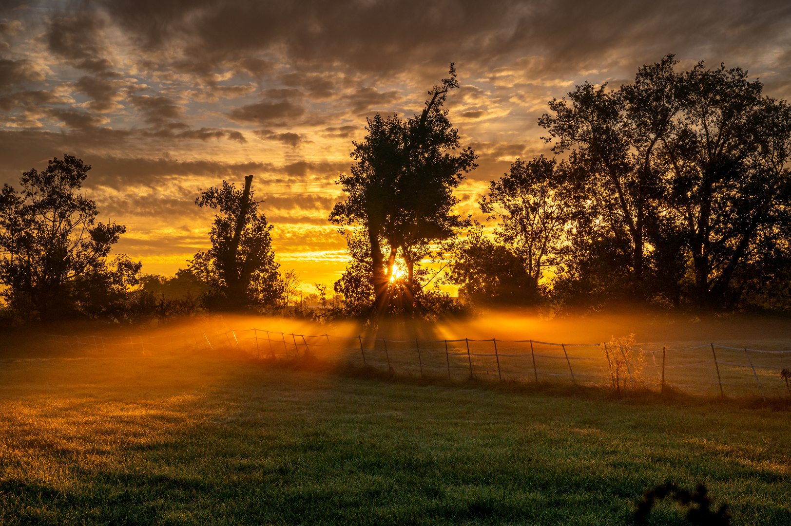 Morgens im Feld