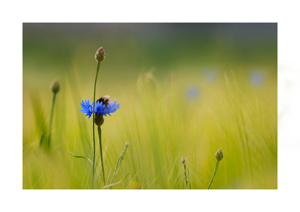 Morgens im Feld