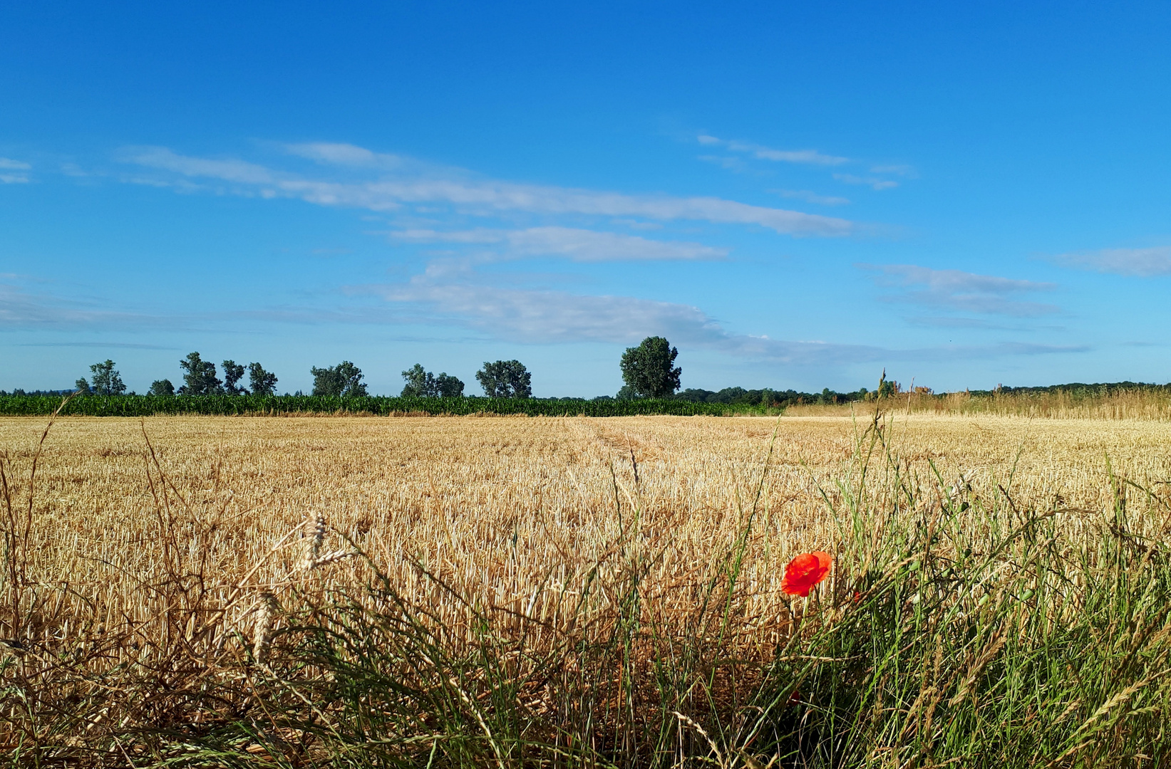 Morgens, im Feld ... ?  ... es war dann mal weg!