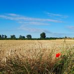 Morgens, im Feld ... ?  ... es war dann mal weg!