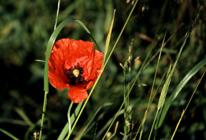 Morgens im Feld II