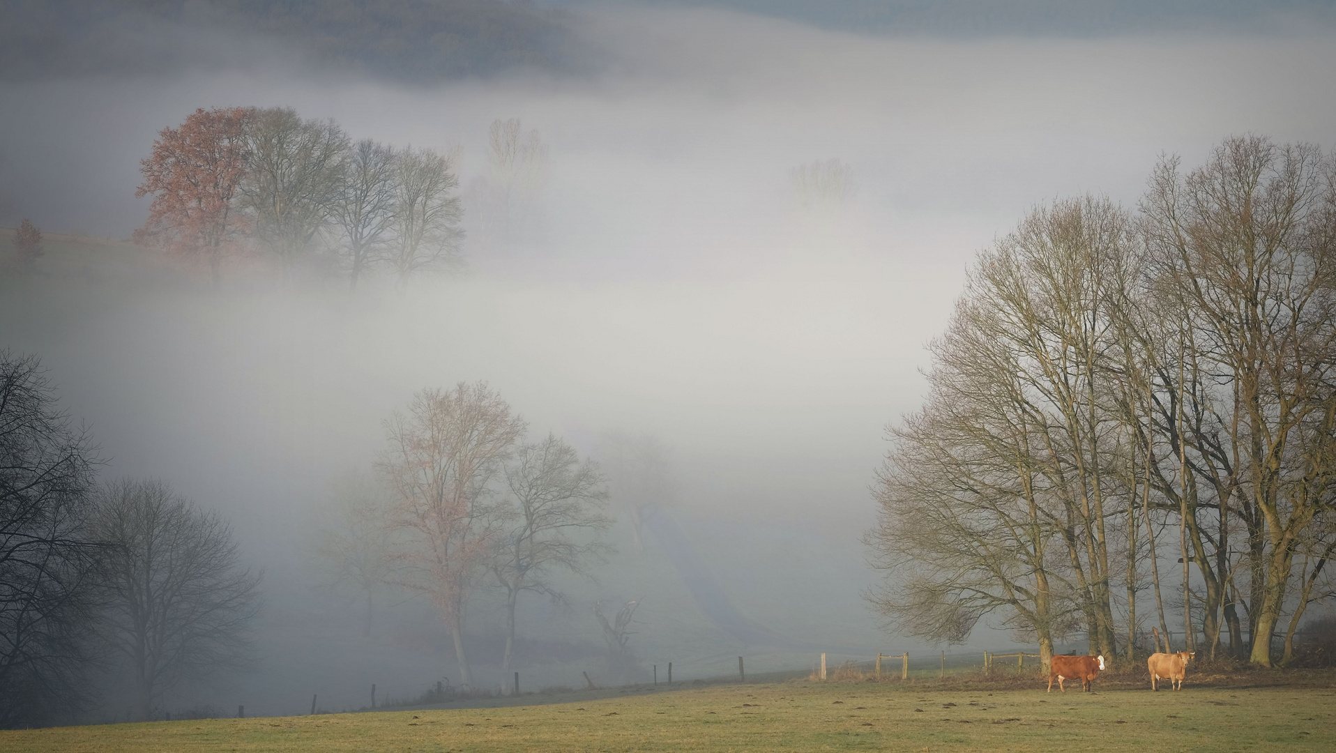 Morgens im Felde...