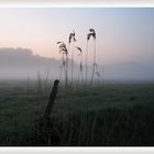 Morgens im Flusstal