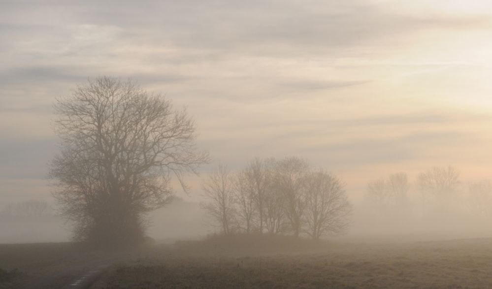 Morgens im Freisinger Moos-3