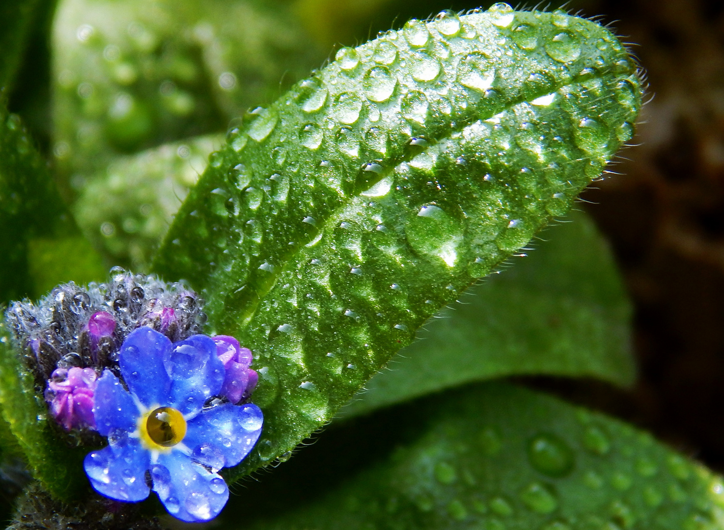 Morgens im Garten