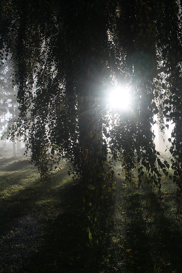 Morgens im Garten