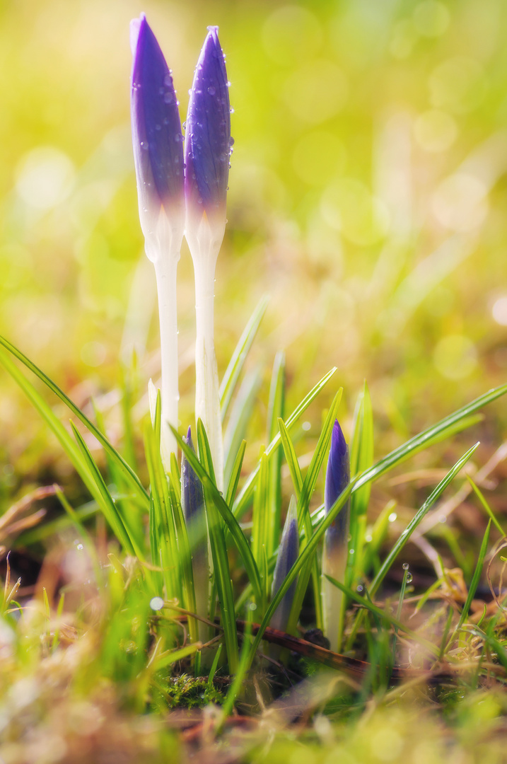 Morgens im Garten