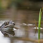 Morgens im Gartenteich 