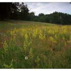 Morgens im Glienicker Park