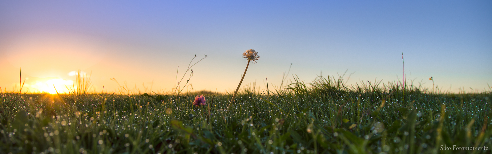 ... morgens im Gras ...