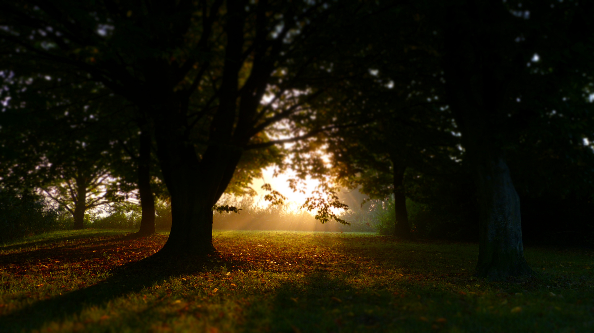 Morgens im Grünen