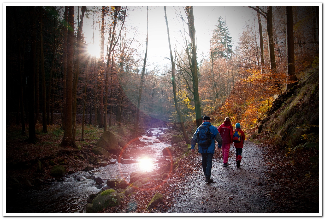 Morgens im Harz