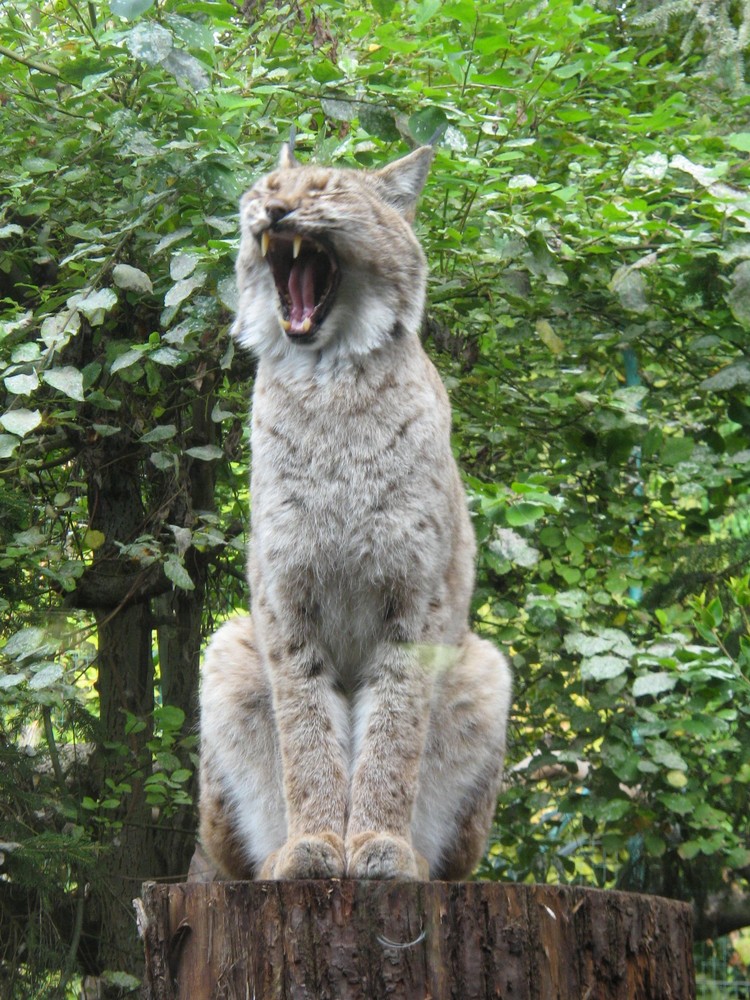 Morgens im Heidelberger Zoo.......