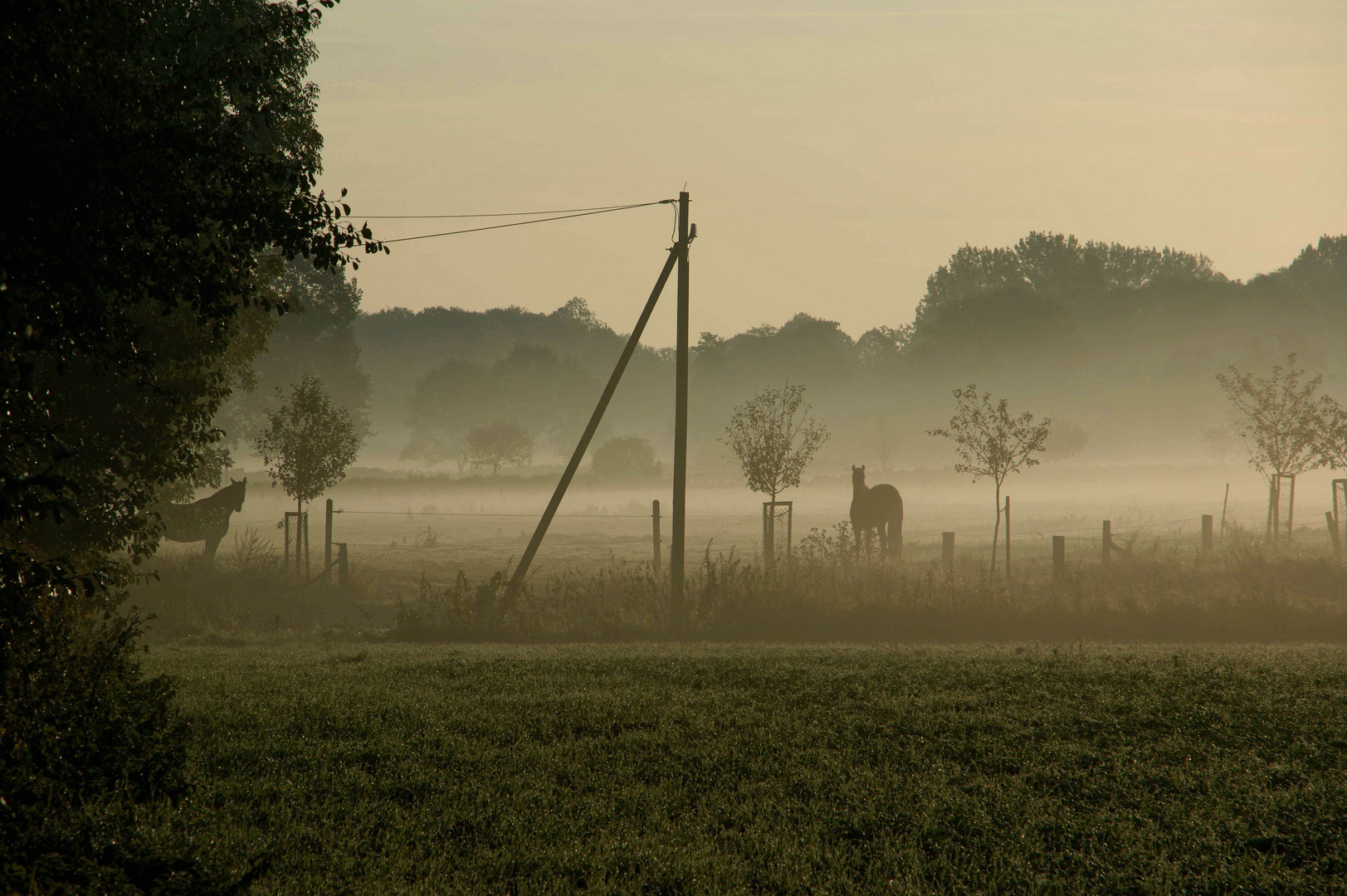 morgens im Herbst