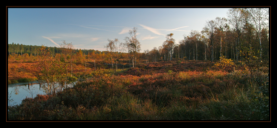 Morgens im Hochmoor 5 ....