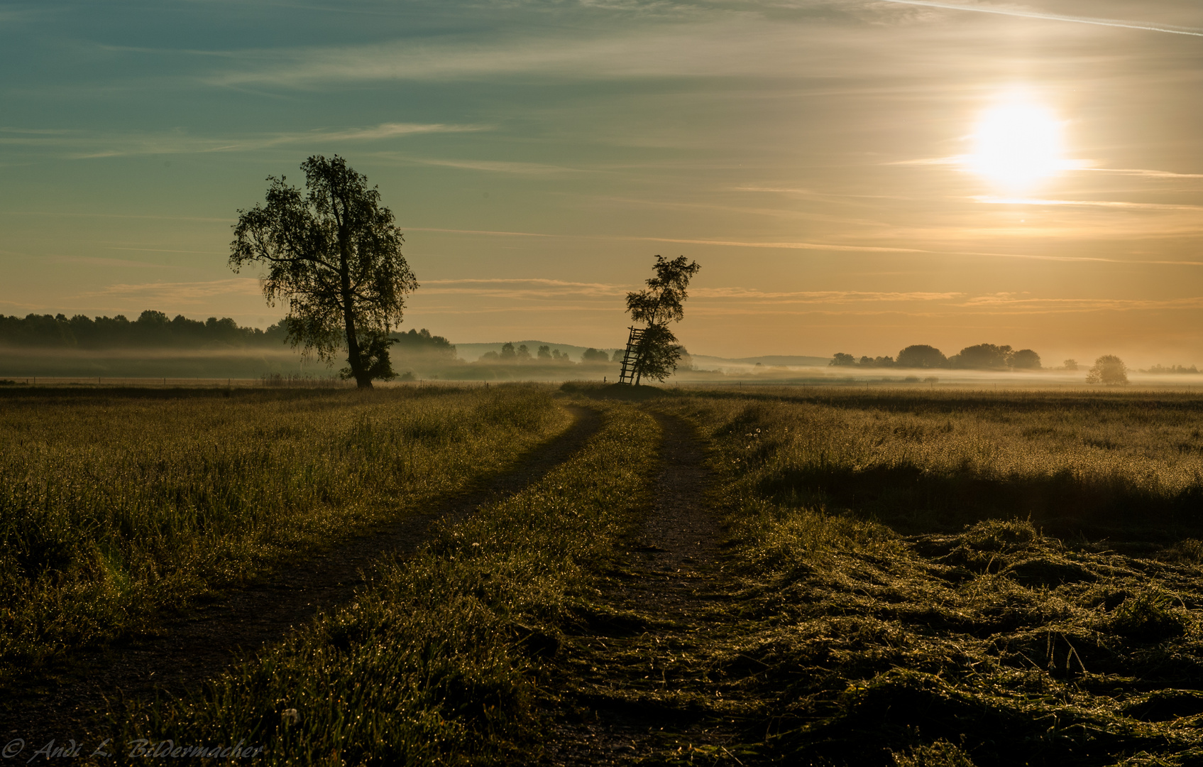 Morgens im Isarmoos