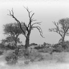 morgens im Kruger-Nationalpark