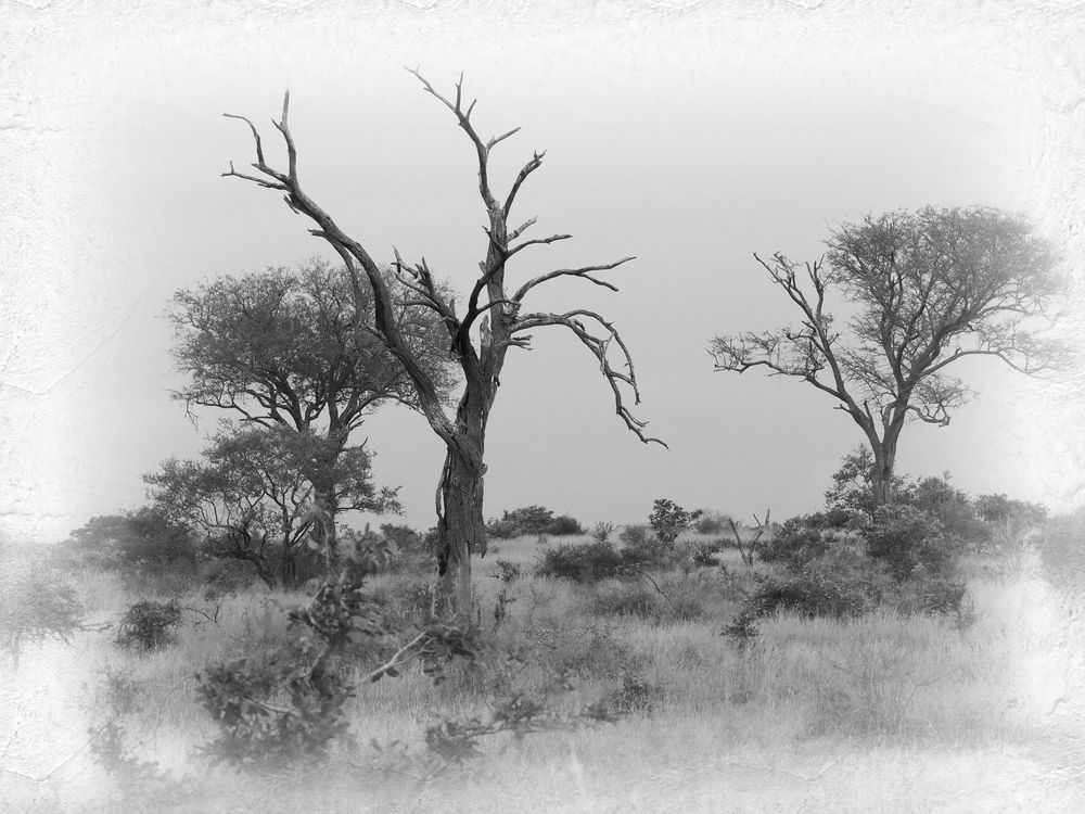 morgens im Kruger-Nationalpark